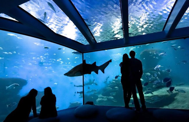 Palma Aquarium - Ticket - Foto 2