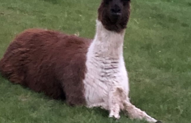 The Peacock Shepherds Hut at Hafoty Boeth - Foto 11