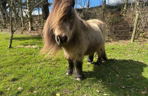 Bay View Cottage - Foto 21