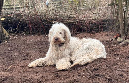 Heu-Koje Free WiFi Schlafsack - Foto 19