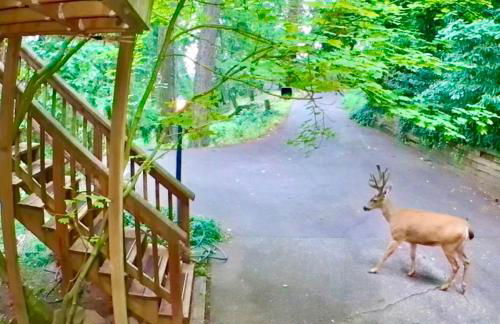 Forest Gallery- Mid-Century Modern With City Views - Photo 45