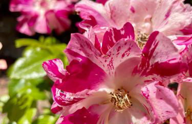 Pigeonnier des Banons - Foto 13