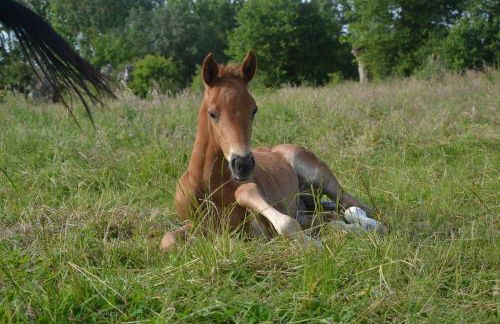 Gîte au Haras - Foto 16