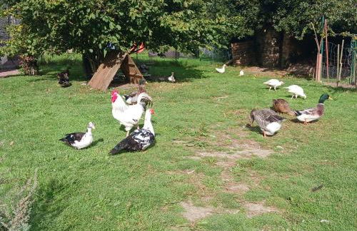 Gîtes des Archanges - Foto 53