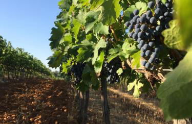 Agriturismo Diaccialone - Foto 41