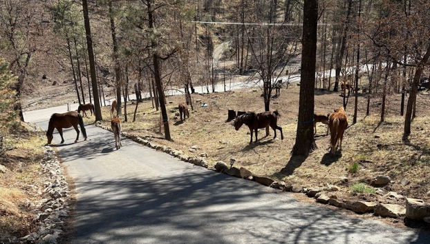 Heavenly Pines by Ruidoso Vacation Rentals - Foto 4, Servicios del alojamiento