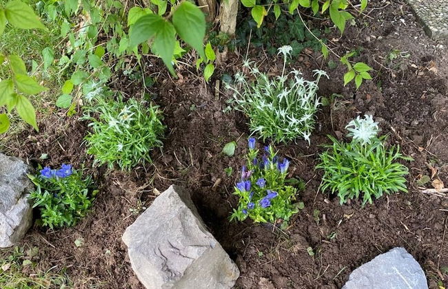 Fewo "schneerosenblüte", Oberstaufen-steibis - Foto 9