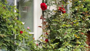 Das Garden House - Hohensee Erdgeschoss - Photo 4