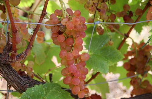 La notte sull'isola - Montaretto - tra il cielo e il mare - Foto 47