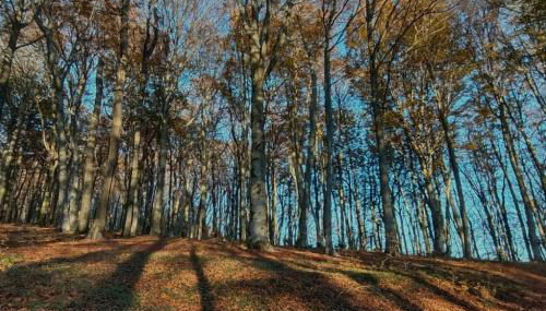 Suite Farnese "La Luisella" - Grazioso appartamento storico adiacente a Palazzo Farnese - Foto 5