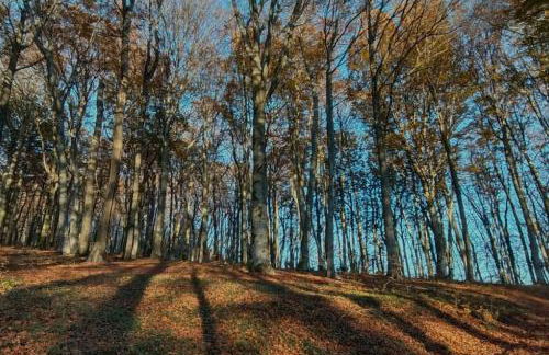 Suite Farnese "La Luisella" - Grazioso appartamento storico adiacente a Palazzo Farnese - Foto 5