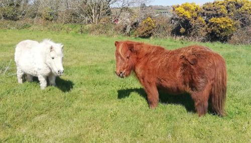 Windman Cottage - your tranquil home from home with beautiful garden - Foto 5