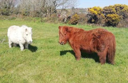 Windman Cottage - your tranquil home from home with beautiful garden - Photo 5