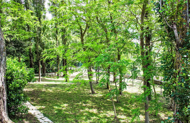 Olivo secolare - Foto 20