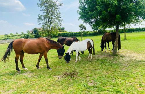 Tenuta Oasi del cavallo - Foto 9