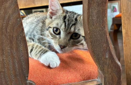 Öko-Fachwerkhaus am Schwarzwald - Foto 23