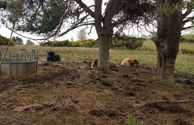 Black Isle Holiday Apartments - Foto 56