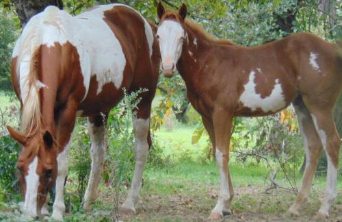 Tenuta calidarius - Foto 32