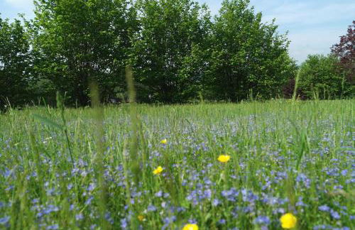 Ferienwohnung Blaumeise - Foto 68