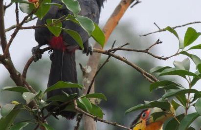 Reserva Mauá chalés - Photo 10