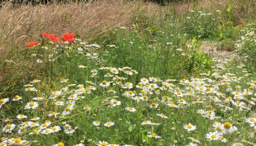 Tiny Home cabin Eilidh - Foto 3