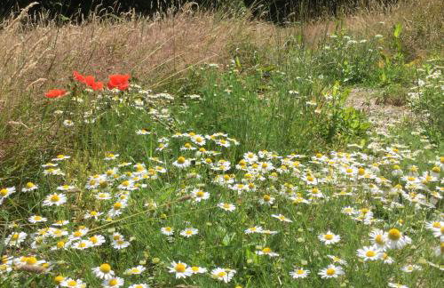 Tiny Home cabin Eilidh - Foto 3