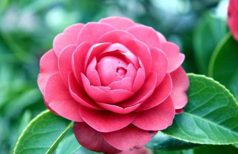 Camelia Luxury Apartments - Photo 54