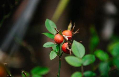 Casa do Remo - Foto 27