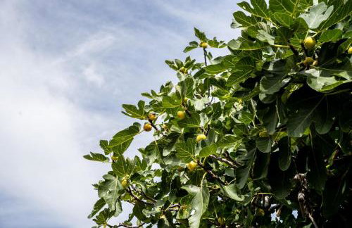 Villa Pag Dubrava Relax with Pool - Photo 10