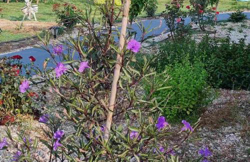 Agroktima Arta - Farm Stay - Foto 58