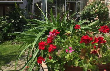 Traumblick Rebenmeer - Foto 7