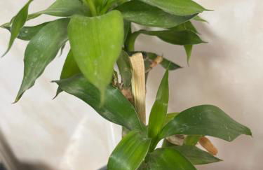 Casa Touriga - Foto 9