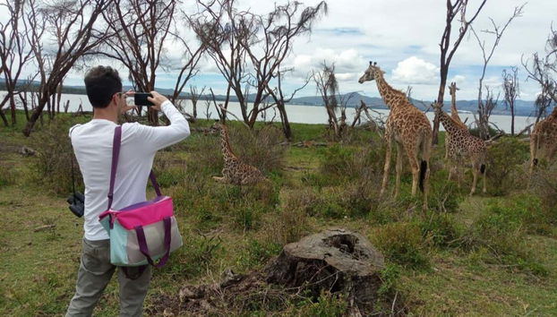 Safari privado de 6 días por Masái Mara, Amboseli y el lago Naivasha - Foto 2, Jirafas con el lago Naivasha de fondo