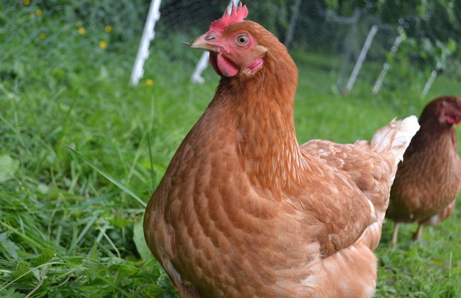 Virginia Park Lodge - Foto 41