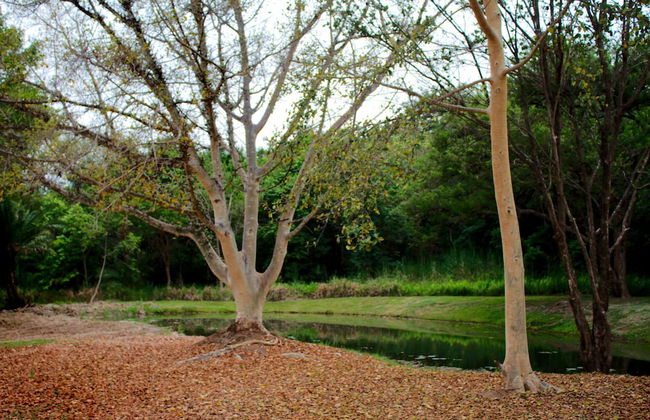 Kruger Park Lodge Unit 612 - Foto 50