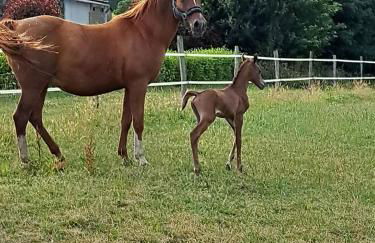 Gîte de Bealieu - Photo 6