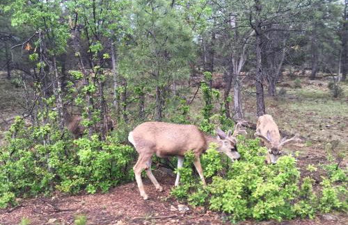 The Triple Palms - Foto 50