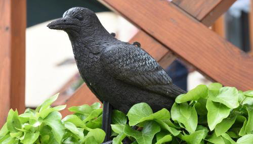 Ferienappartement Balik - Foto 3, Garden