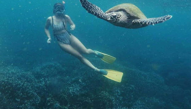 Snorkel con tortugas