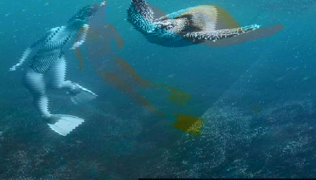 Snorkeling con tartarughe