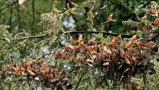 Aprenderéis todo sobre la migración de las mariposas monarcas