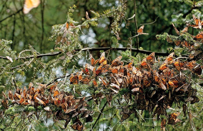 Excursão a Valle de Bravo e santuário de borboletas-monarca - Foto 2