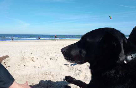 Fischstübchen Neeberg Apt 1 – Wald und Wiese - Foto 10