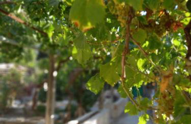 Loft release Ruby - Photo 7