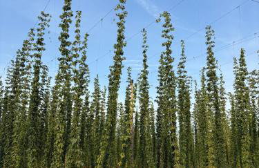 Agriturismo Crak Tenuta Bembo - Foto 22