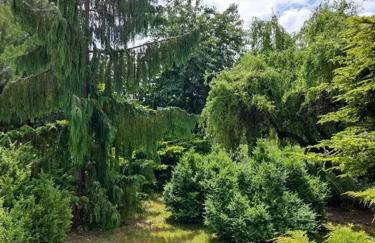 Zielony Domek z dużym tajemniczym ogrodem i rekreacyjną stodołą - Foto 8