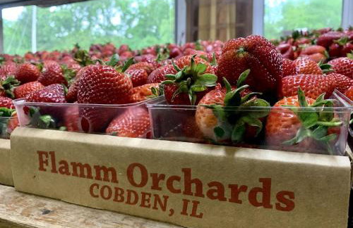 Lakefront Cabin with Fire Pit in Carbondale, Illinois - Foto 16