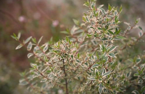 Casa do Ti Maurício - Foto 29