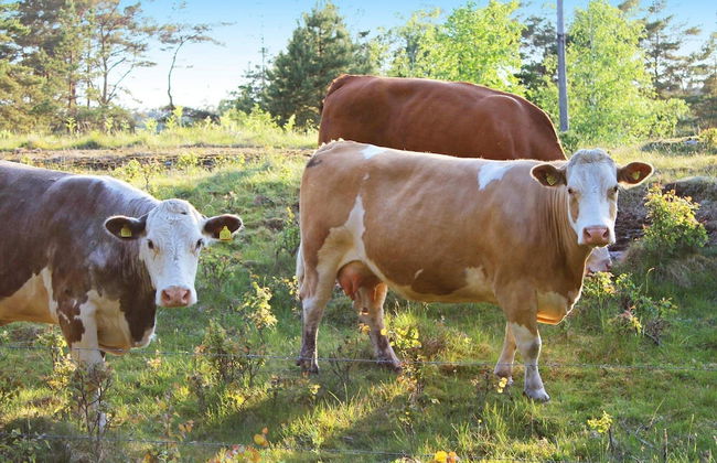 7 Person Holiday Home in Oxaback-by Traum - Foto 23