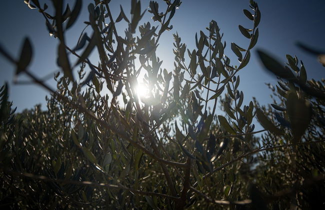 Olive Eden - Foto 36